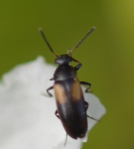 Réf. 252 665 : Anaspis fasciata